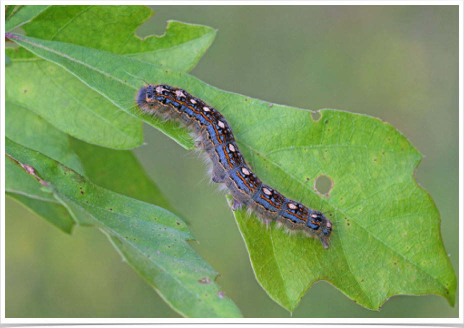 Malacosoma disatria
Forest Tent Caterpillar
Chilton County, Alabama